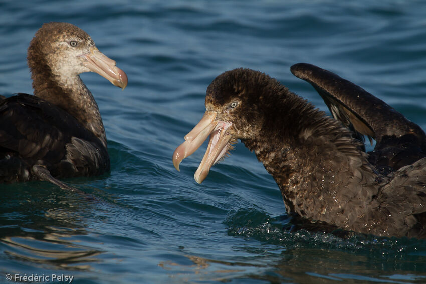 Northern Giant Petrel