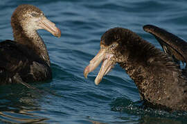 Northern Giant Petrel