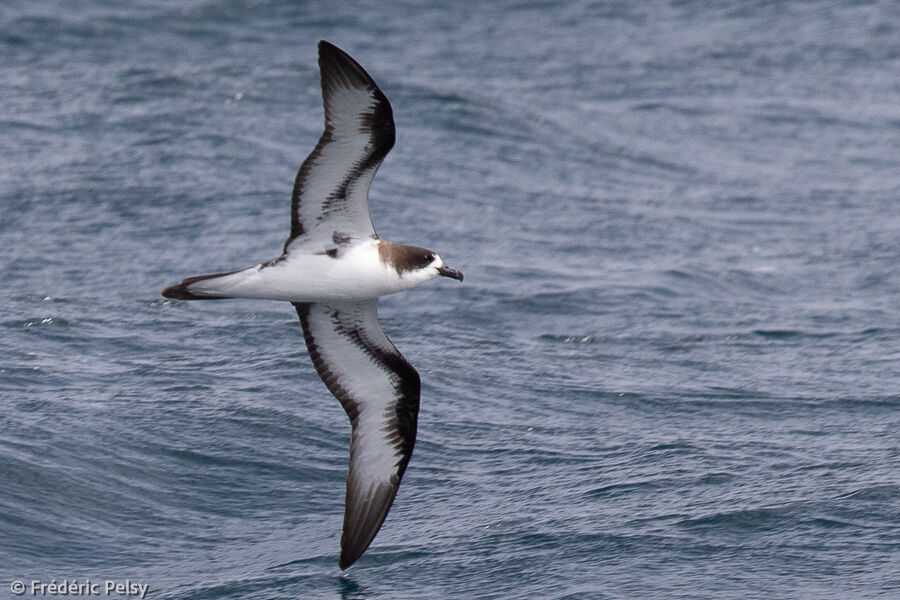 Galapagos Petrel