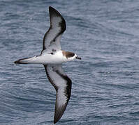 Galapagos Petrel