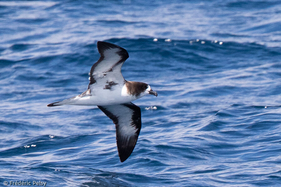 Pétrel des Galapagos, Vol