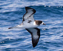 Galapagos Petrel