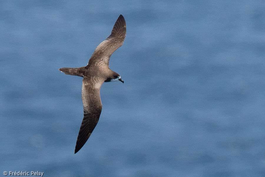 Pétrel des Galapagos, Vol