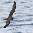 Pétrel des Galapagos