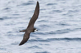 Galapagos Petrel