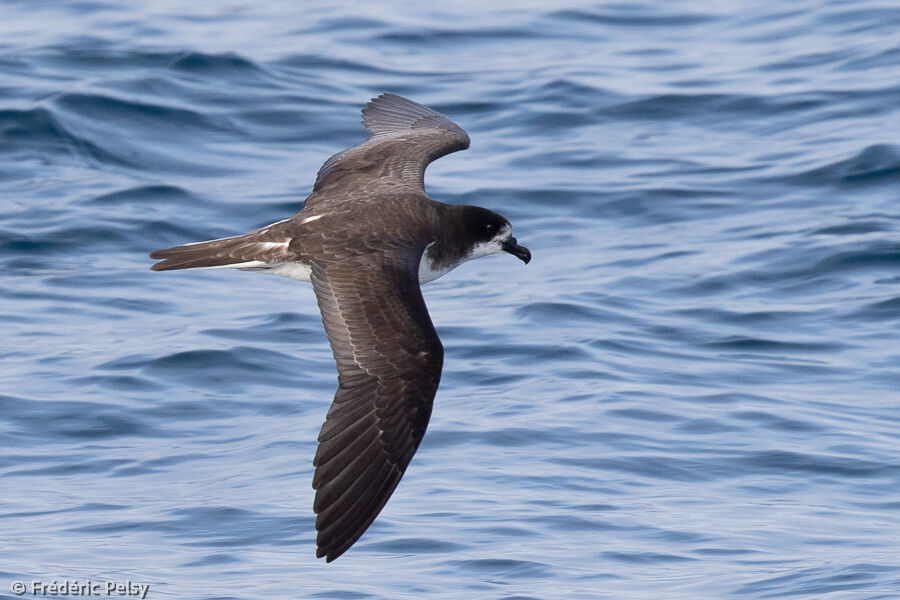 Pétrel des Galapagos