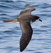 Galapagos Petrel