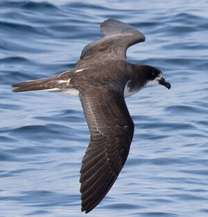 Pétrel des Galapagos