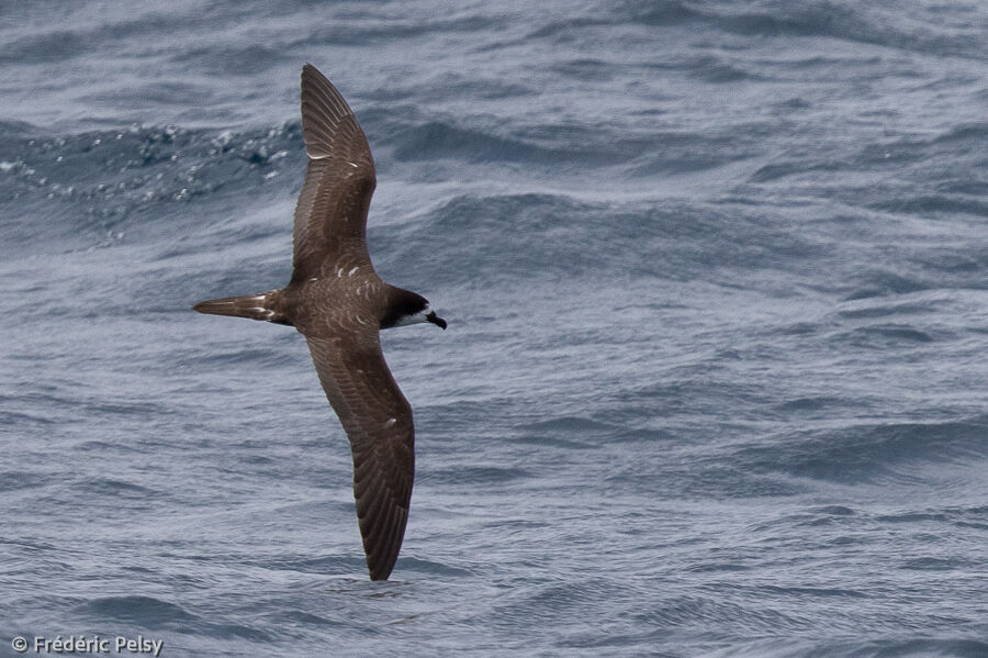 Pétrel des Galapagos