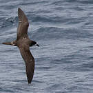 Pétrel des Galapagos