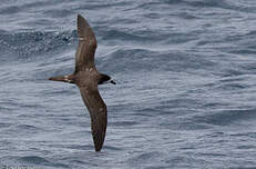 Pétrel des Galapagos