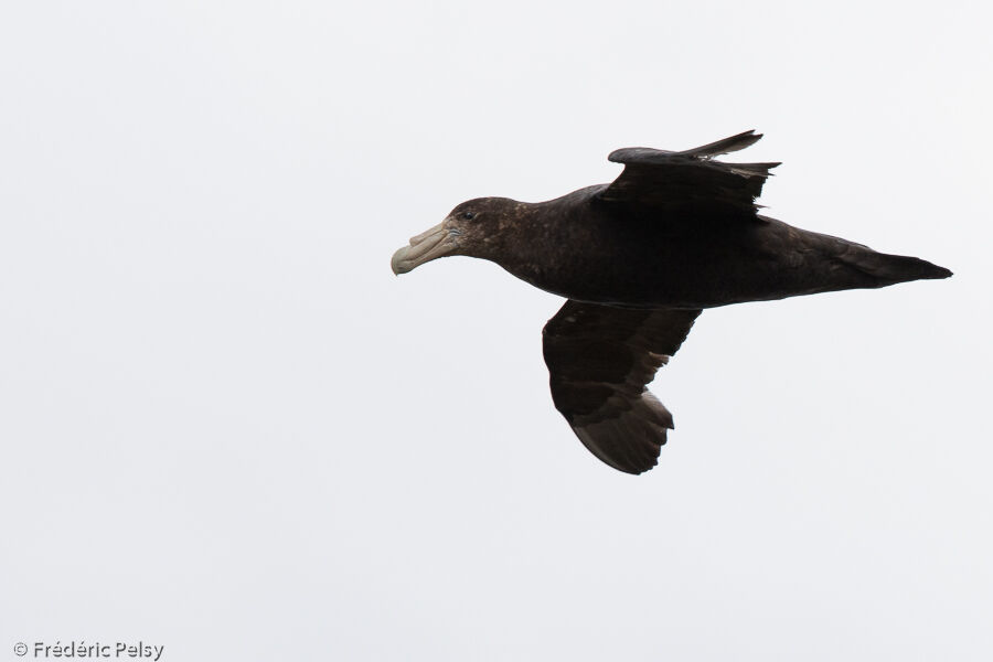 Southern Giant Petrel