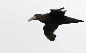 Southern Giant Petrel