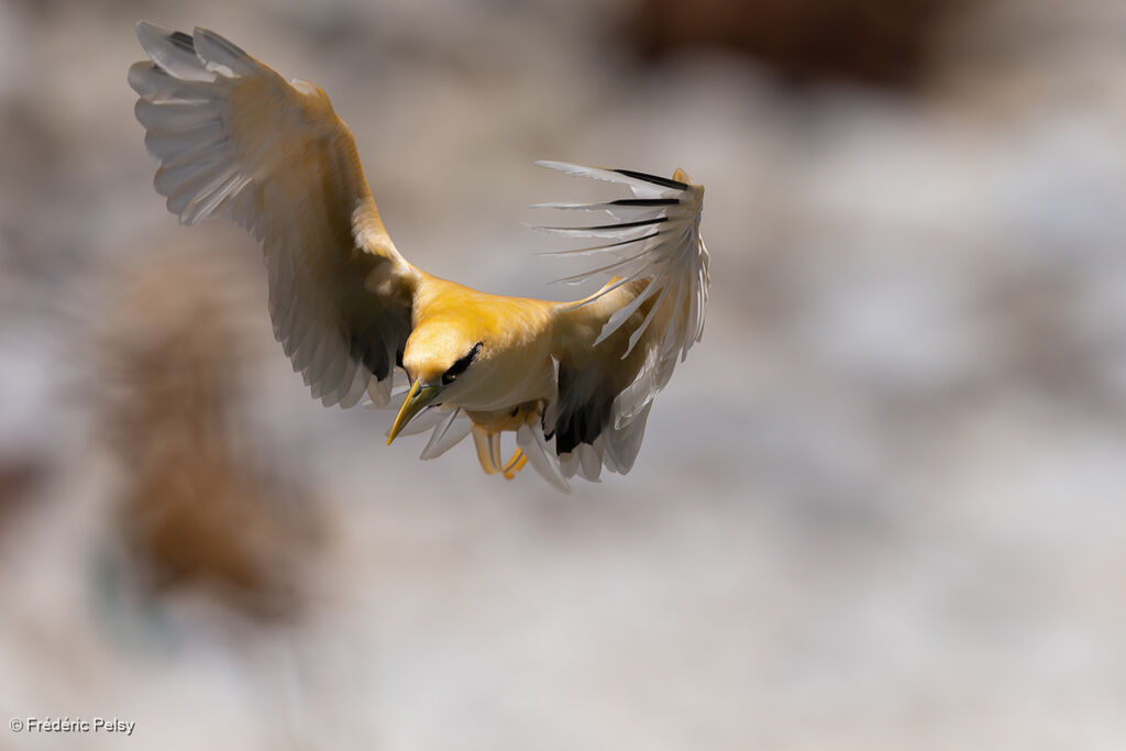 Phaéton à bec jaune