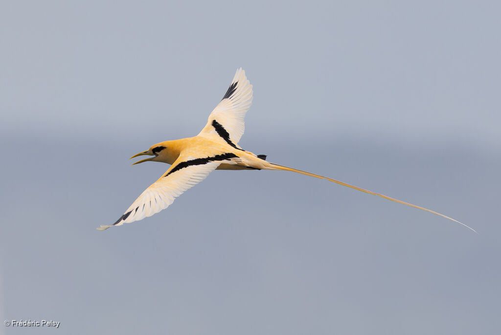 Phaéton à bec jauneadulte, Vol