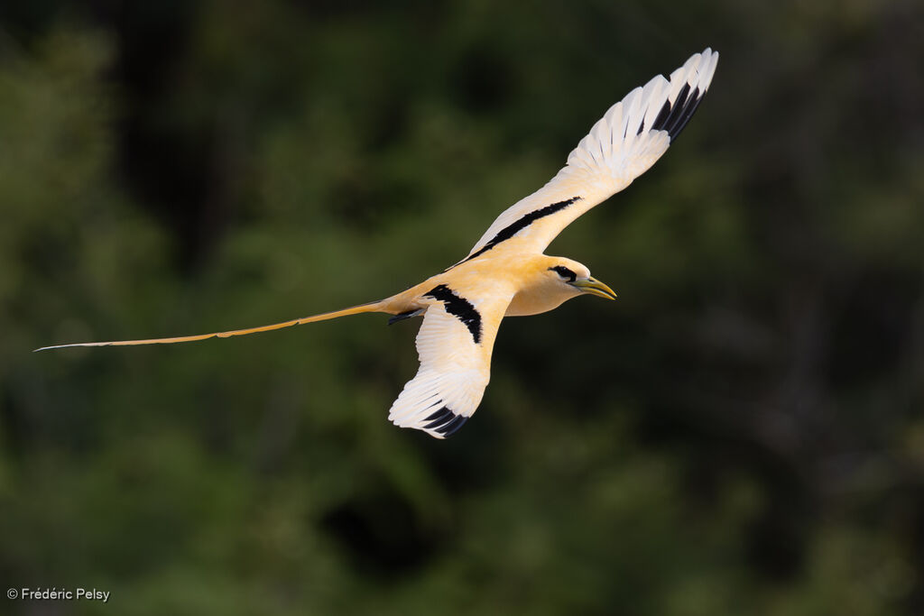 Phaéton à bec jaune