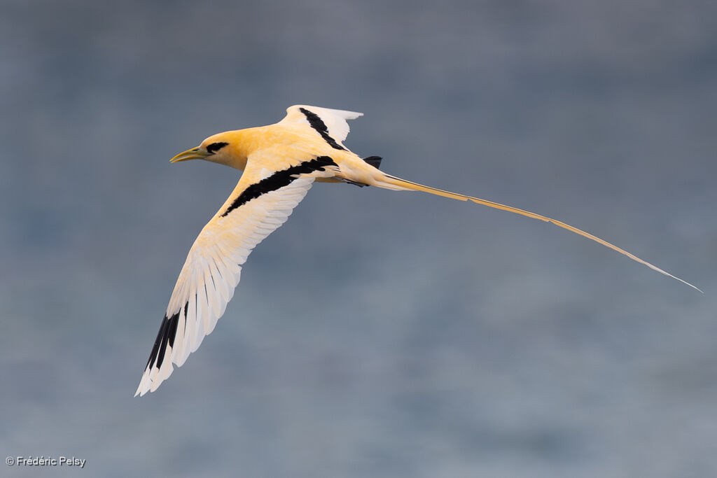 Phaéton à bec jaune