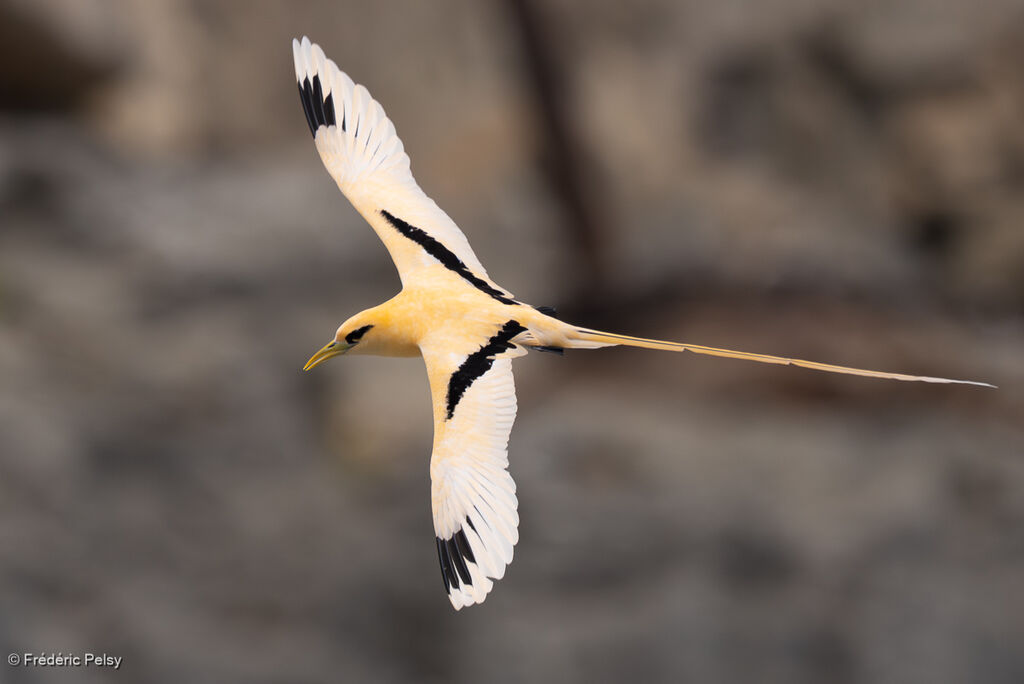 Phaéton à bec jaune
