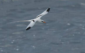 White-tailed Tropicbird