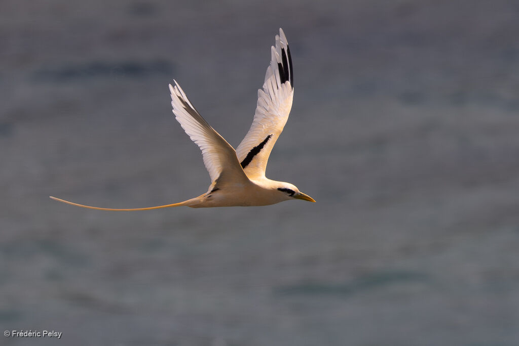 Phaéton à bec jauneadulte, Vol