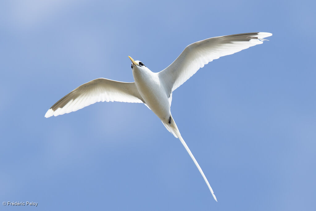 Phaéton à bec jauneadulte, Vol