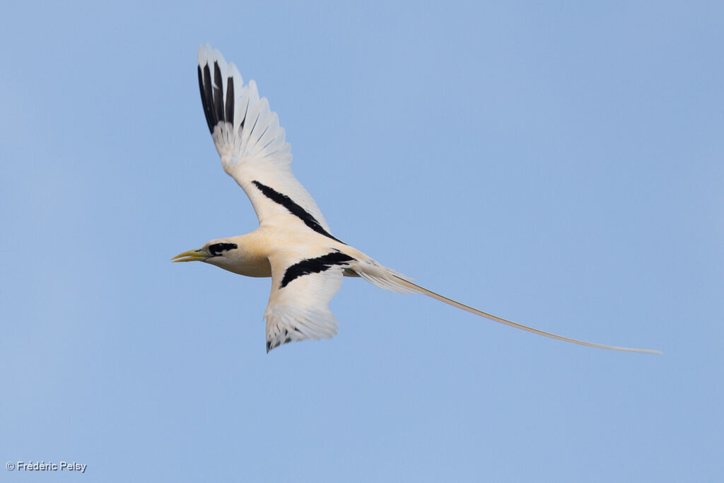 Phaéton à bec jauneadulte, Vol