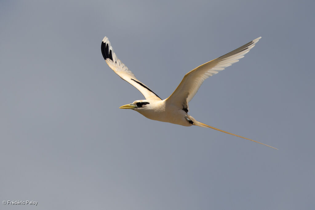 Phaéton à bec jaune