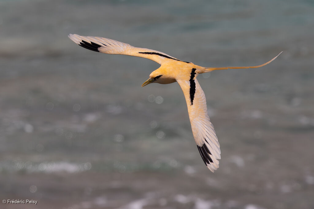 Phaéton à bec jaune