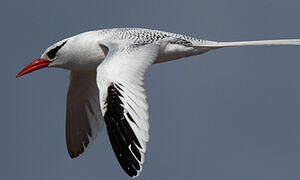 Red-billed Tropicbird