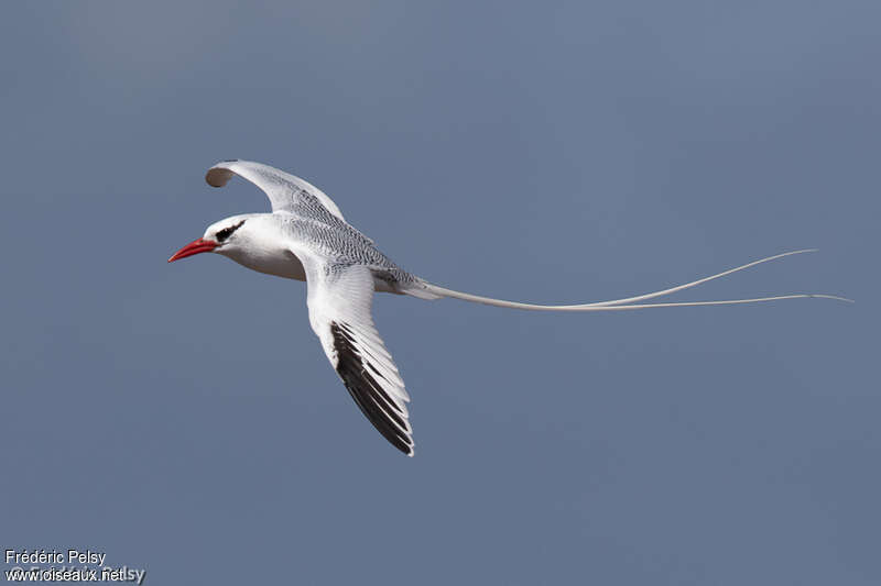 Red-billed Tropicbird male adult, identification