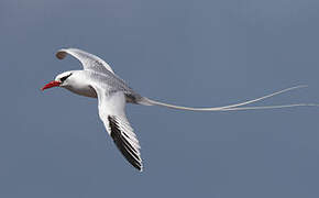 Red-billed Tropicbird