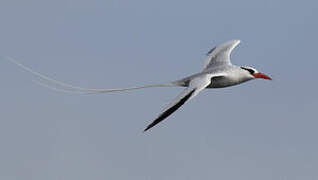 Red-billed Tropicbird