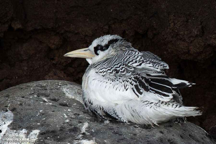 Red-billed Tropicbirdjuvenile, identification