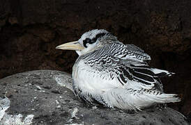 Red-billed Tropicbird