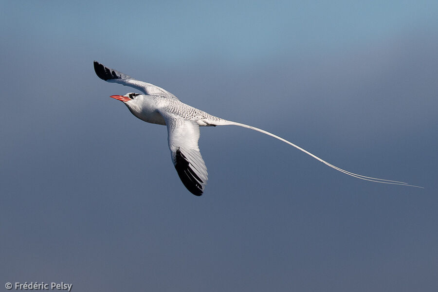 Red-billed Tropicbird