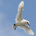 Phaéton à brins rouges