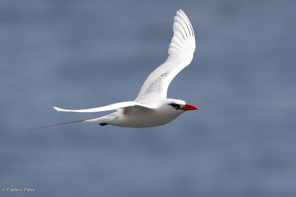 Phaéton à brins rouges