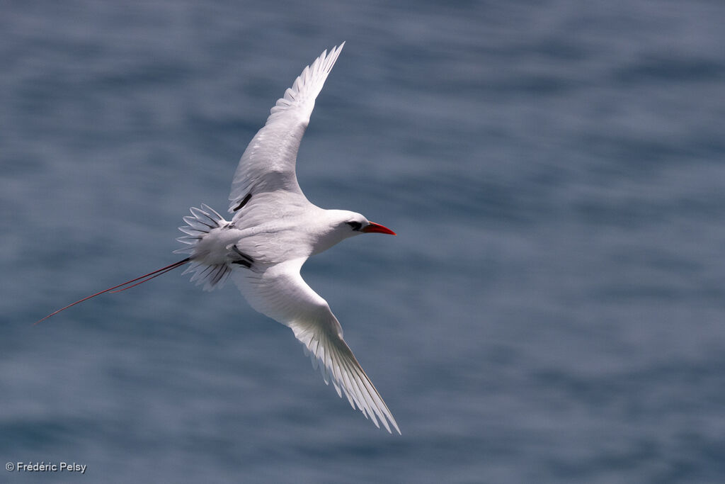 Phaéton à brins rougesadulte, Vol