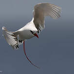 Phaéton à brins rouges