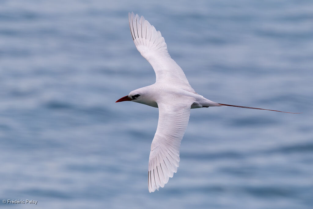 Phaéton à brins rouges