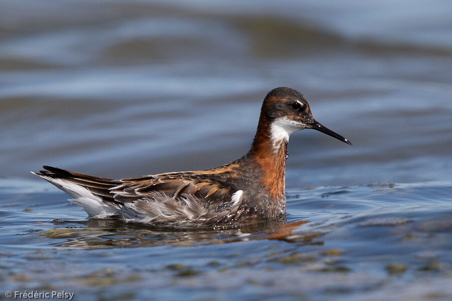 Red-necked Phalarope