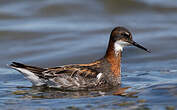 Phalarope à bec étroit