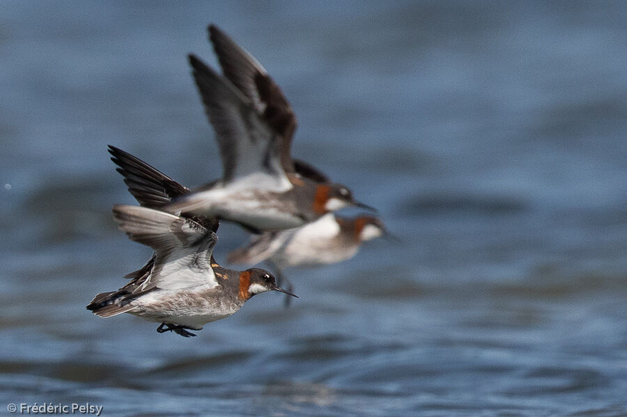 Phalarope à bec étroit, Vol