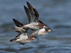 Red-necked Phalarope