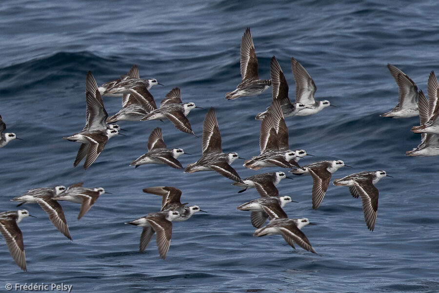 Phalarope à bec étroit, Vol