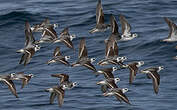 Phalarope à bec étroit