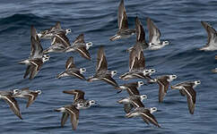 Phalarope à bec étroit