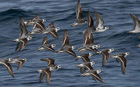 Red-necked Phalarope