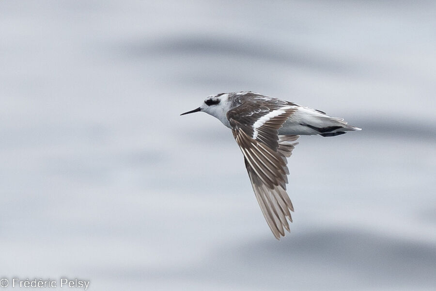 Red-necked Phalarope