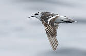 Phalarope à bec étroit